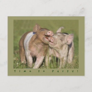 Invitation Fête d'anniversaire drôle mignonne de porcelets