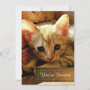 Invitation Fête de Petit Chat Mignon