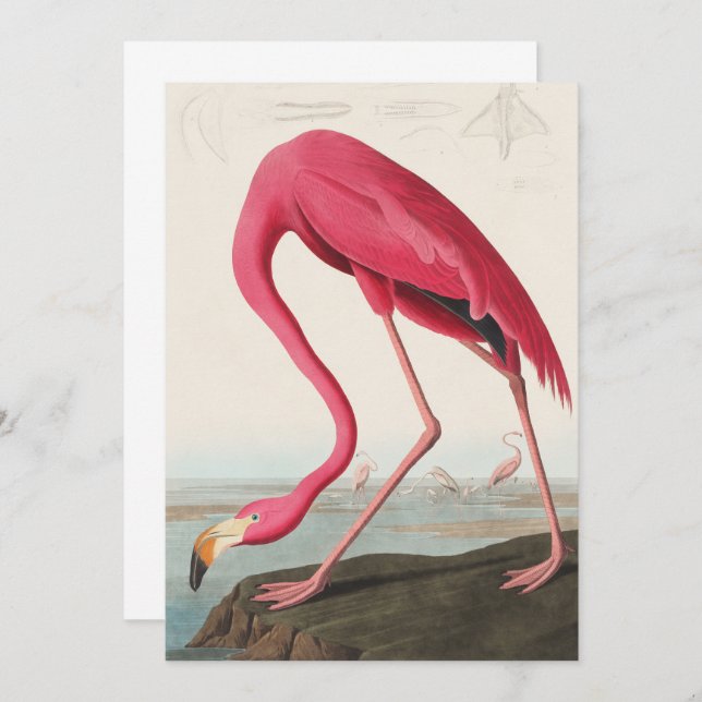 Invitation Flamant rose rose vintage Audubon (Devant / Derrière)