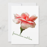 Fleur d'œillet. Fascination et amour.