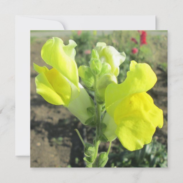 Invitation Fleur jaune Snapdragon (Devant)