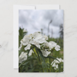 Invitation Fleurs blanches de Dianthus sous un ciel d'été