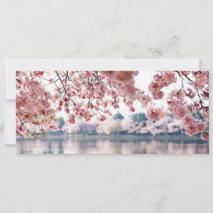 Invitation Fleurs de cerisiers