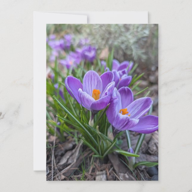 Invitation Fleurs de Crocus (Devant)