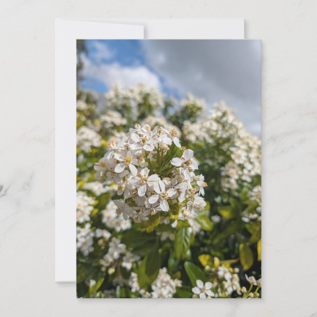 Invitation Fleurs d'Indian Hawthorn (Devant)