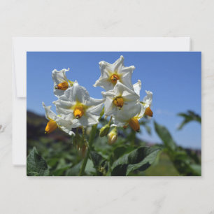 Invitation Fleurs étoilées Solanum tuberosum