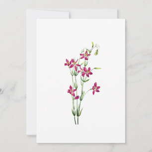 Invitation Fleurs vintages - Centaurium par Mary Vaux Walcott