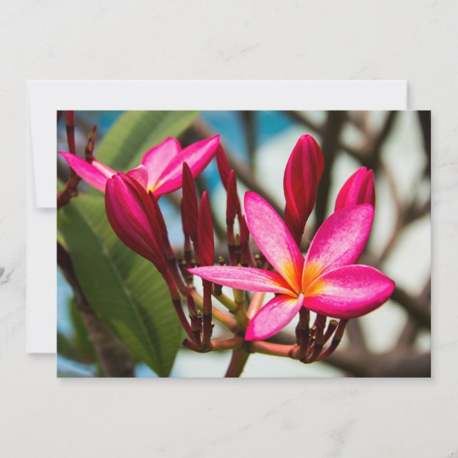 Invitation Fond de fleurs exotiques plumeria en fleurs (Devant)