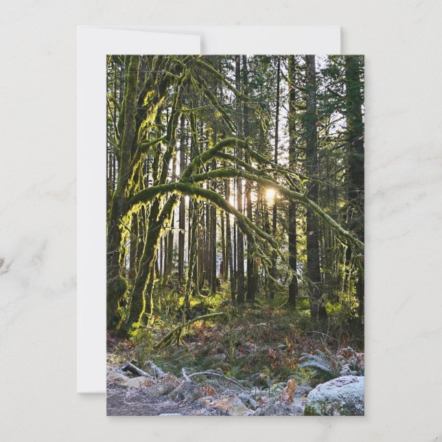 Invitation frosty sunlite moss (Devant)