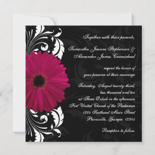 Invitation Fuchsia Scroll Gerbera Daisy avec noir et blanc