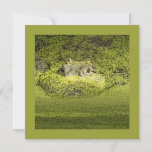 Invitation Gator Lurking in Duckweed Nature Photographie