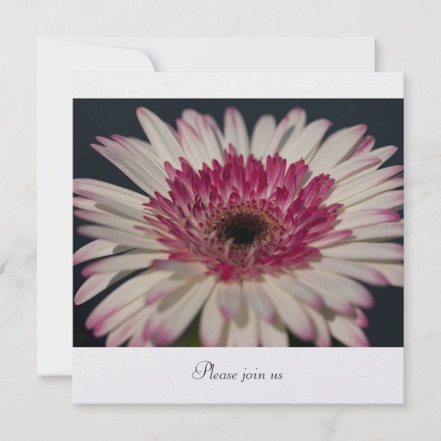 Invitation Gerbera (Devant)