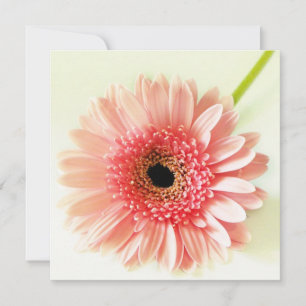 Invitation Gerbera Daisy