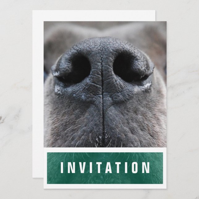 Invitation Grand Danois Nez en l'air (Devant / Derrière)