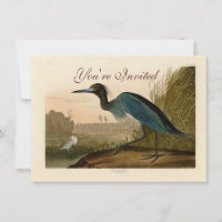 Grue Bleue Heron Audubon Peinture