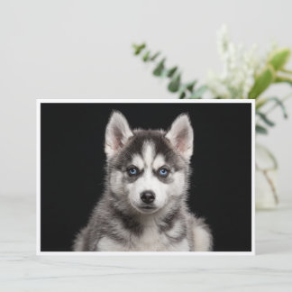 Invitation Husky miniature isolé sur fond noir