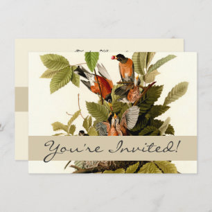 Invitation Illustration Audubon American Robin Wildlife Bird