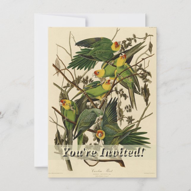 Invitation Illustration Audubon Carolina Parrot Bird (Devant)