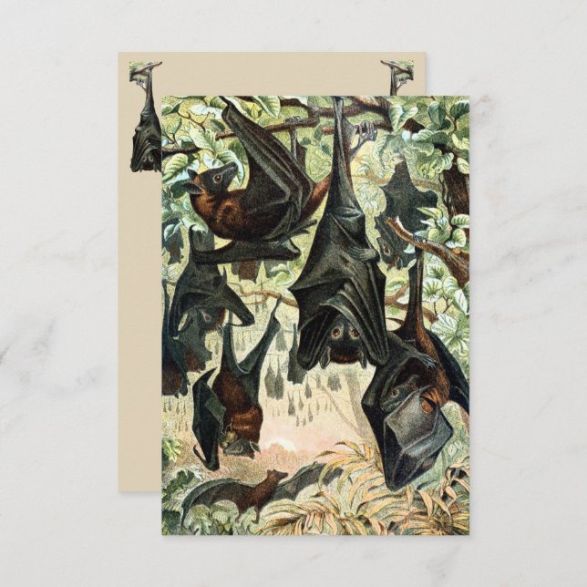 Invitation illustration de l'acadamia de chauve-souris volant (Devant / Derrière)