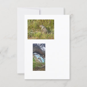 Invitation images modèles liées