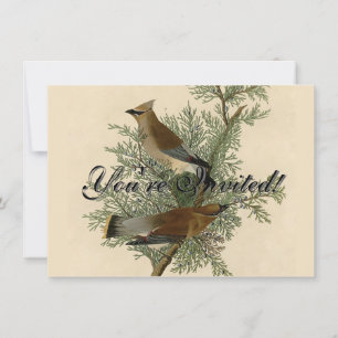 Invitation Impression d'oiseau de John James Audubon Jaseur b
