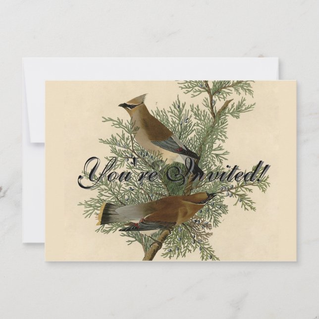 Invitation Impression d'oiseau de John James Audubon Jaseur b (Devant)