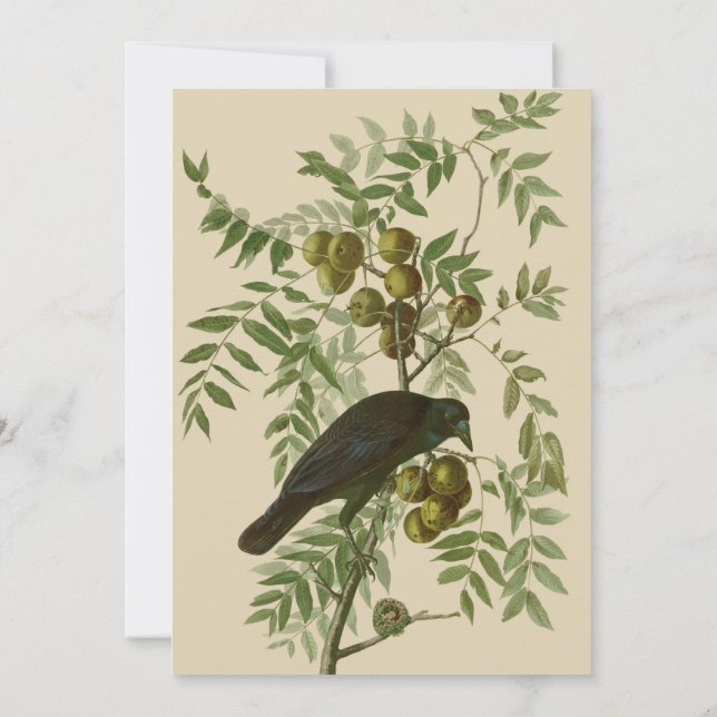 Invitation Impression d'oiseau Grackle violet d'Audubon Botan (Dos)