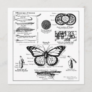 Invitation Informations sur les papillons Monarque