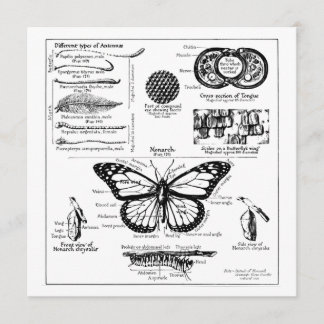 Invitation Informations sur les papillons Monarque