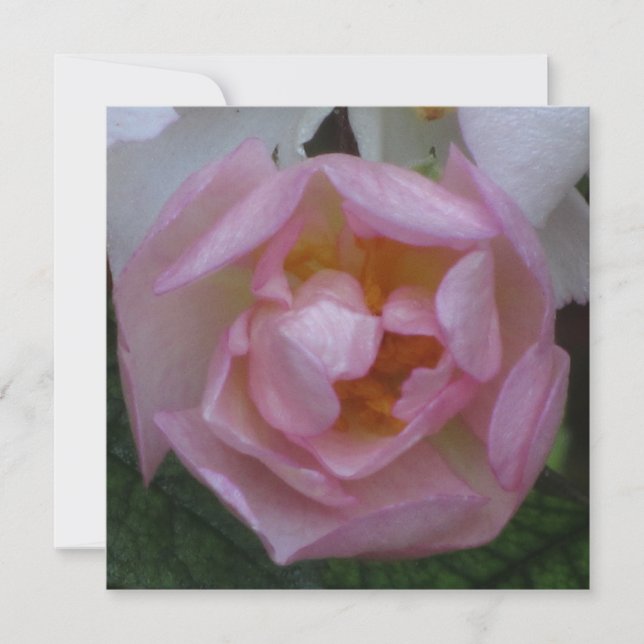 Invitation Invitación - fiesta Cumpleaños - La Rosa Rosa (Devant)