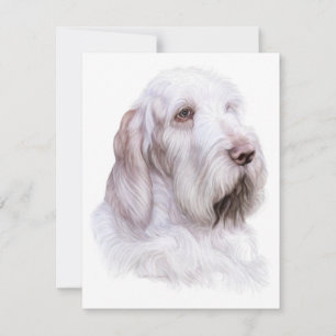 Invitation Italien Spinone Italiano