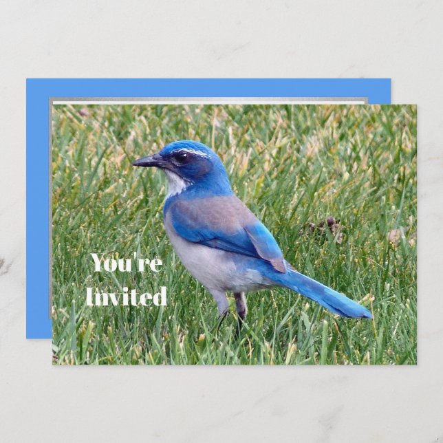 Invitation Joli Blue Scrub Jay Bird Photo Anniversaire (Devant / Derrière)
