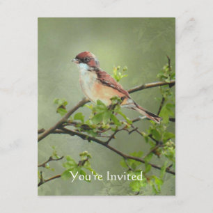 Invitation Joyeux anniversaire Watercolor thème Whitethroat B