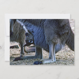 Invitation Kangourou bébé dans la poche de la mère - Australi