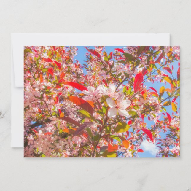 Invitation La nature fleurit fleurs lumière fleur soleil (Devant)