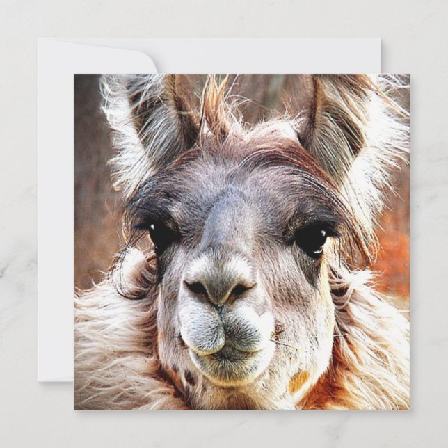 Invitation Lama (Devant)