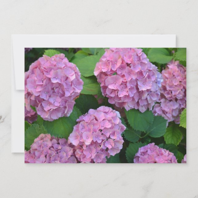 Invitation Le buisson d'hortensia rose (Devant)
