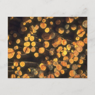 Invitation Le soleil d'après-midi note l'invitation de la