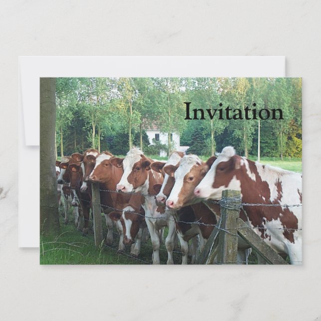 Invitation Les vaches curieuses (Devant)