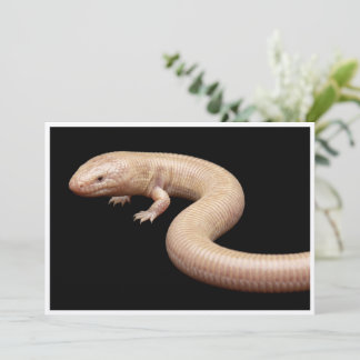 Invitation Lézard mole mexicain isolé sur fond noir