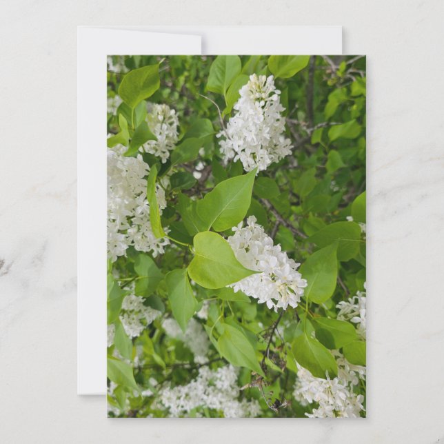 Invitation Lilas blanc (Devant)