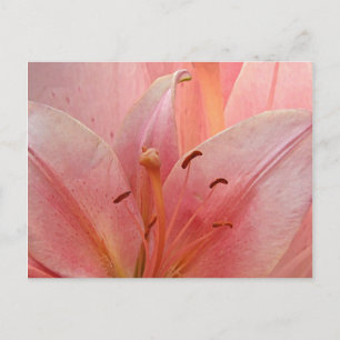 Invitation Lily Tigre Rose
