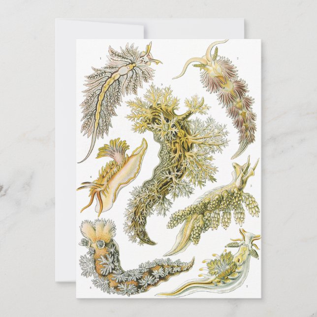 Invitation Limaces de mer par Ernst Haeckel, Nudibranchia vin (Devant)
