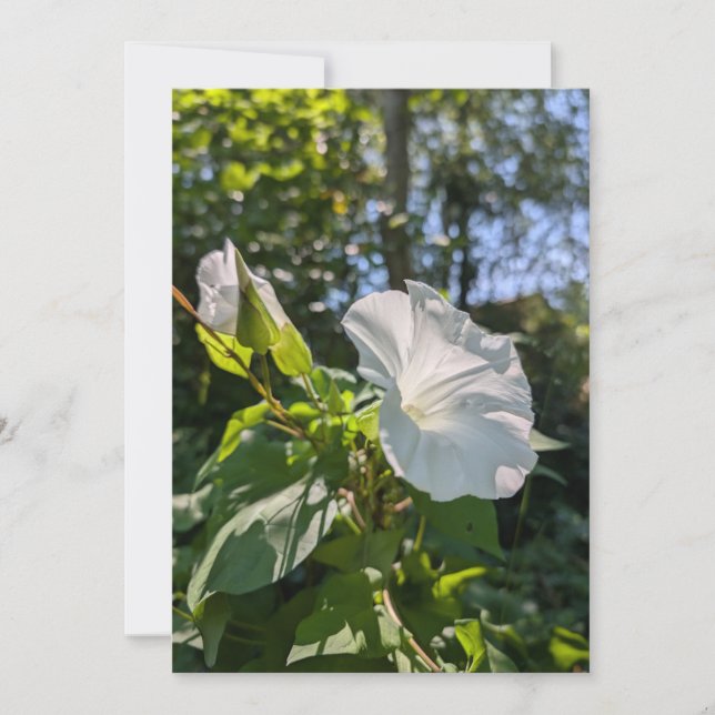 Invitation Liseron des haies blanc, fleur sauvage dans une fo (Devant)