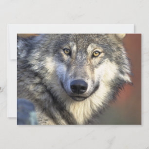 Invitation Loup gris et blanc