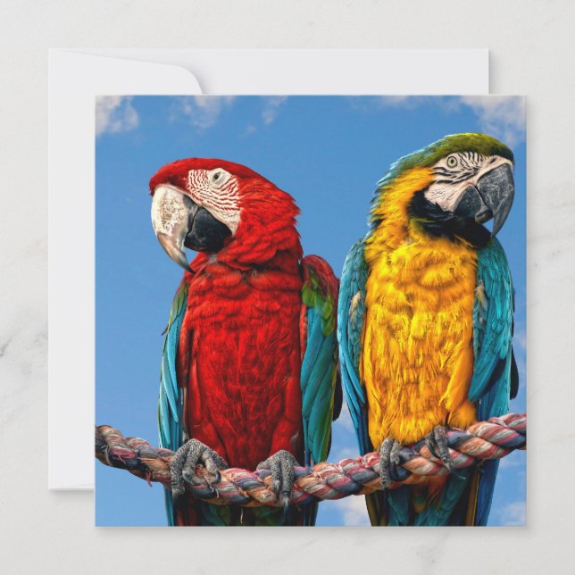 Invitation Macaw bleu et jaune et macaw Scarlet (Devant)
