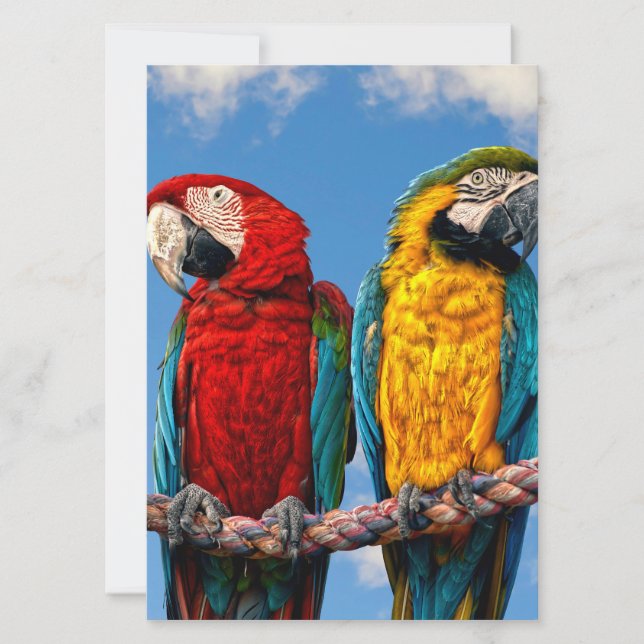 Invitation Macaw bleu et jaune et macaw Scarlet (Devant)