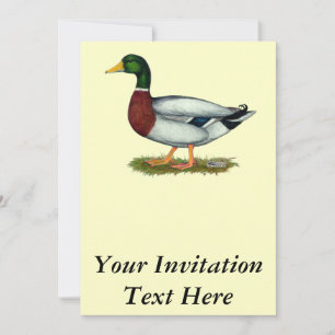 Invitation Mallard Duck Drake