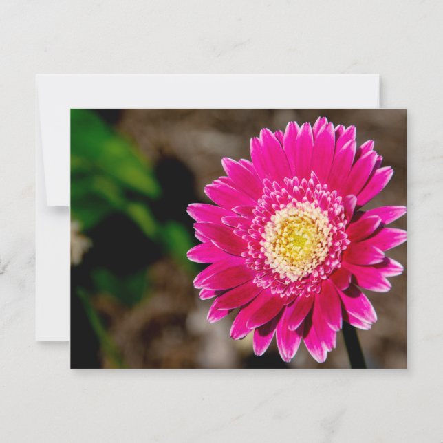 Invitation Marguerite de Gerber Garvinea Sweet Fiesta (Devant)