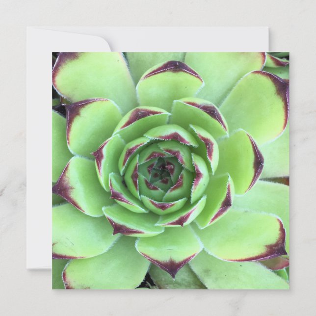 Invitation Mariage Photo de Succulente Verte et Violet Foncé (Dos)